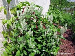 Image result for Justicia betonica