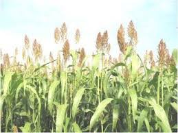 Les Plantes Medicinales Du Sahara Les Bienfaits Du Sorgho Commun Sorghum Bicolore Plante Herbacee Plante Medicinale Plante