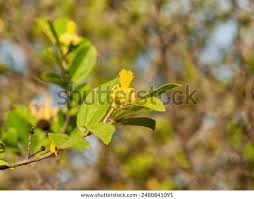 Image result for Grewia monticola