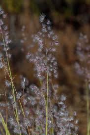 Image result for Tricholaena