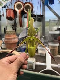 Image result for Dipcadi longifolium