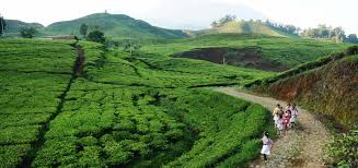 Perkebunan teh yang ada di cipasung ini mempunyai luas sekitar 59 hektar. Wisata Kebun Teh Majalengka Jalan Jalan Yuk