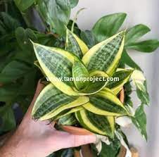 Jual bibit tanaman hias sukulen murah & lengkap | bibit online. Jual Tanaman Hias Online Termurah Dan Terlengkap Se Jabodetabek