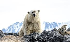 When he wakes up, he is all alone in the middle of the sea, and as the find out in this childrens adventure book read aloud. Penguins Polar Bears Same Same But Different Peregrine Adventures