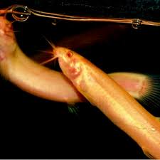 Gold Dojo Loach | Arizona Aquatic Gardens