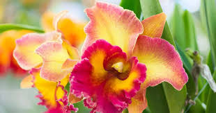 Get it as soon as fri, jul 9. Cattleya Orchid Hybrids In Our Basement Greenhouse