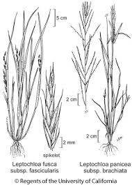 Image result for Leptochloa panicea