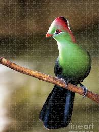 Image result for Turraea fischeri