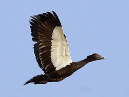 Check spelling or type a new query. Muscovy Duck Identification All About Birds Cornell Lab Of Ornithology