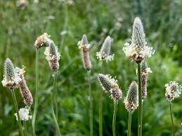 Image result for Plantaginaceae