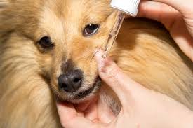 Symptoms can include losing weight, shortness of breath, licking and/or chewing the area under the tail, coughing, or even vomiting and diarrhea. Dog Deworming Schedule Top Dog Tips