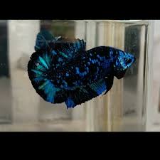 Selamat menonton ikan, cupang, ciri cupang avatar, ikan cupang, pasar ikan parung. Ikan Cupang Avatar Ikan Cupang 5 Juta Rupiah Per Ekor