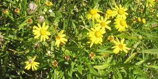 Image result for Senecio madagascariensis