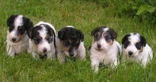 Image result for foxterier drsnosrstý