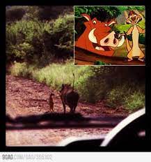 Timon Y Pumba Sensacine Http Www Sensacine Com Peliculas Pelicula 10862 Timon Y Pumba Rey Leon La Vida Real