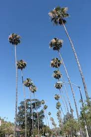 It is not known to grow in wetlands, let alone in standing water. Mexican Fan Palm Washingtonia Robusta H Wendl Palm Family Arecaceae The Ethnobotanical Assembly