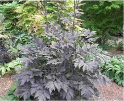 Aktuelle englische bücher & zeitlose klassiker bei thalia entdecken & bestellen! Cimicifuga Actaea Simplex Hillside Black Beauty Flowers Outdoor Plants Southessexcourt Com