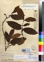 Image result for Malouetia