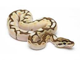 Lesser Bee Morph List World Of Ball Pythons Ball Python Pet Snake Python Snake