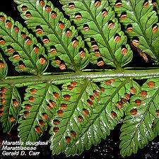 Image result for Marattiaceae