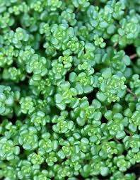 See more ideas about ground cover, plants, zone 5. Pin By Emily Picha On Gardening Sedum Annual Plants Perennials