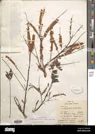 Image result for Entada abyssinica