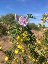Image result for Solanum linneanum