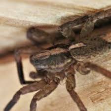 Learn about camel spiders in arizona, what they look like, their bite, behavior and how to get rid of these pests from the experts at western exterminator. Spiders In Idaho Species Pictures