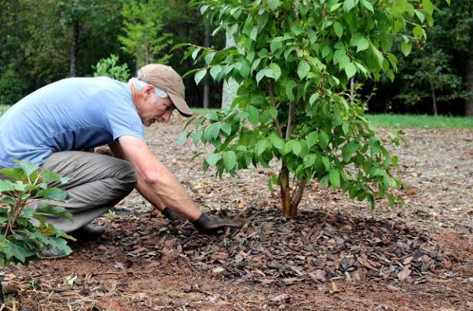 Tree planting for structure and shade