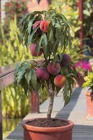 Dwarf fruit trees look great growing in containers and produce delicious, fresh fruit. Dwarf Fruit Trees Take Up A Smaller Space In The Garden Or Lawn Cape Gazette