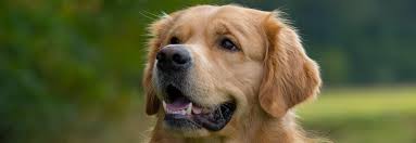 Skolko Zubov U Sobak Norma Pravila Uhoda Purinaone Ru