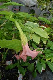 Brugmansia Angels Trumpets Should Be Planted In The Shallow End Of A Ditch Or Rain Garden In Rich Soil Full Sun Is Best For B Rain Garden Plants Garden Plants