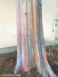 Hours may change under current circumstances Rainbow Eucalyptus Tree In Balboa Park San Diego Carmen Varner Social Media Manager By Day Lifestyle Travel Writer Whenever Else