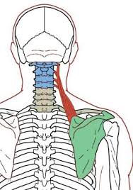 Levator Scapula Functional Anatomy Integrative Works Scapula Upper Cervical Chiropractic Anatomy