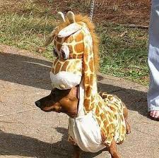 Funny giraffe meme somebody come kill this spider picture. Funny Baby Giraffe