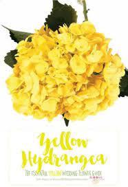 Names And Types Of Yellow Wedding Flowers With Pics Flower Tips Yellow Wedding Flowers Yellow Hydrangea Carnation Wedding Flowers