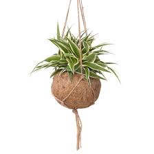Strawberry is one of my favourite motif. Zimmerpflanze Kokedama Grunlilie Kaufen Sense Of Home