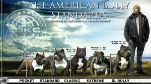 American Bully Standards Bully Dog Bully Pitbull