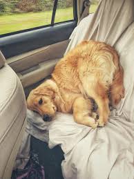 47 Adorable Golden Retriever Mix Breeds Shiba Inu Hayvanlar Kopek