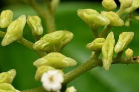 Image result for Aporrhiza