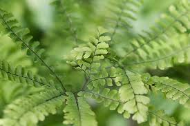 Image result for Adiantum patens