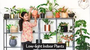 We did not find results for: Low Light Indoor Plants Easy To Grow Youtube