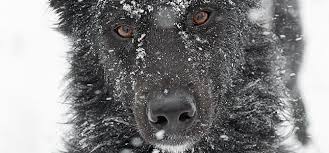 My dog is a 7 year old lab. What Is Canine Lymphoma Metropolitan Veterinary Associates