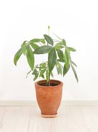 Image result for pachira obrázek