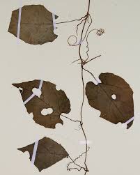 Image result for Eureiandra leucantha