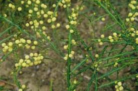 Image result for Acacia alata