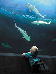 Maybe you would like to learn more about one of these? Sharks Which Ones Are In The Waters Around Parksville Qualicum Beach Bc Local News