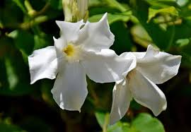 Image result for Mandevilla laxa