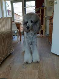 Use it in recipes and cooking, for skin and hair, in natural remedies and homemade beauty products. Poodle With Flared Legs Standard Poodle Poodle Pets