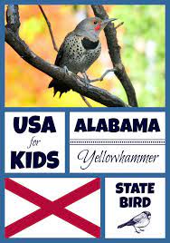 Alabama State Bird Northern Flicker By Usa Facts For Kids